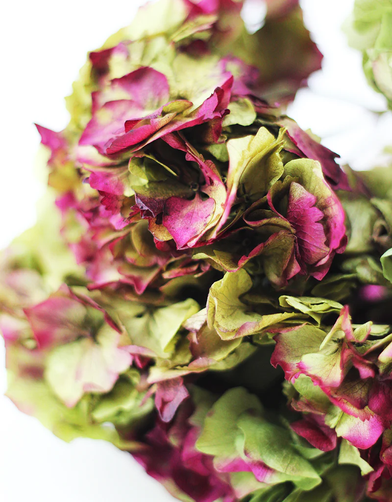 Preserved Hydrangea - Green/Violet bunch, 40cm - Image 3