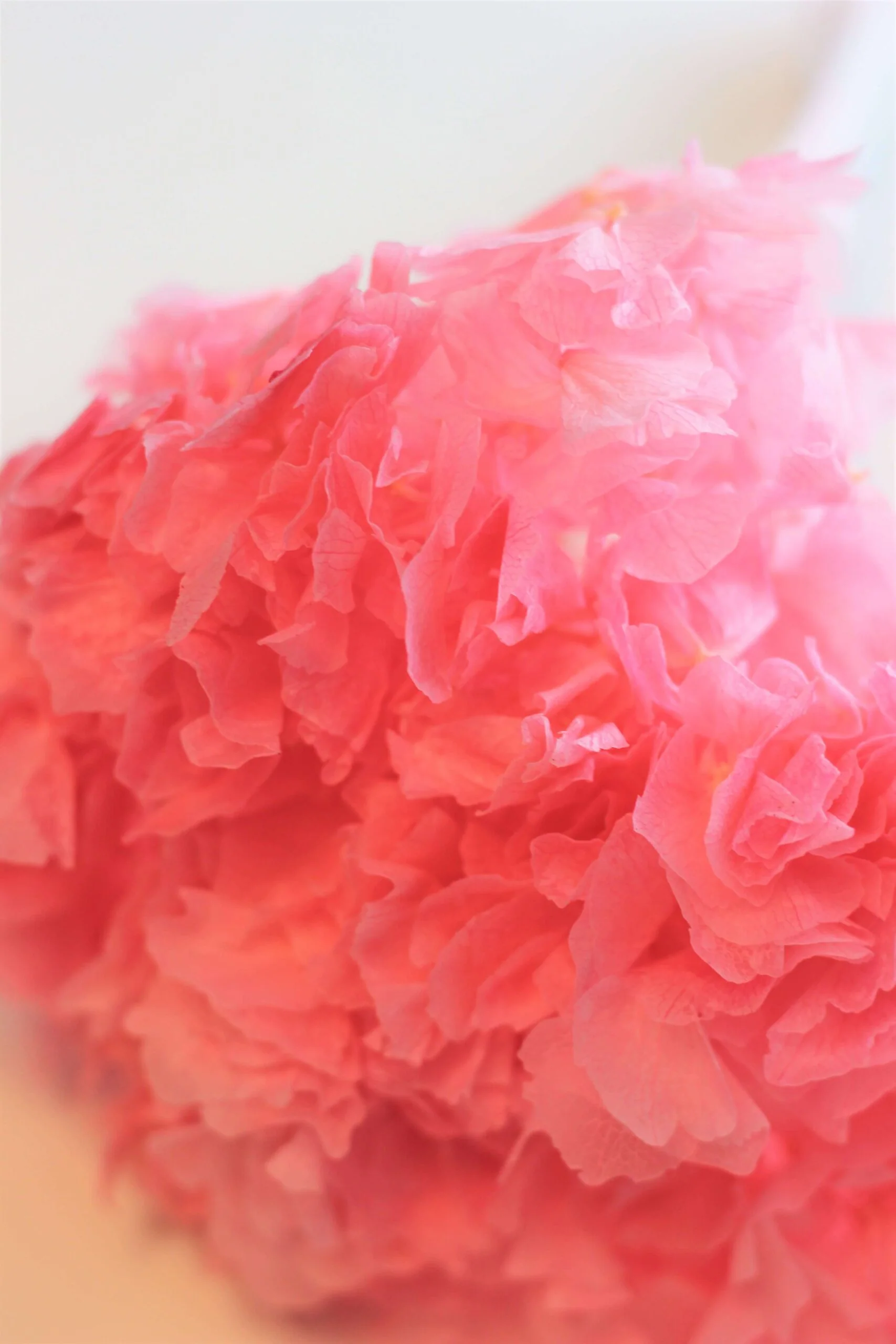 Preserved Hydrangeas - Pink, 2 stems, 30 cm - Image 2