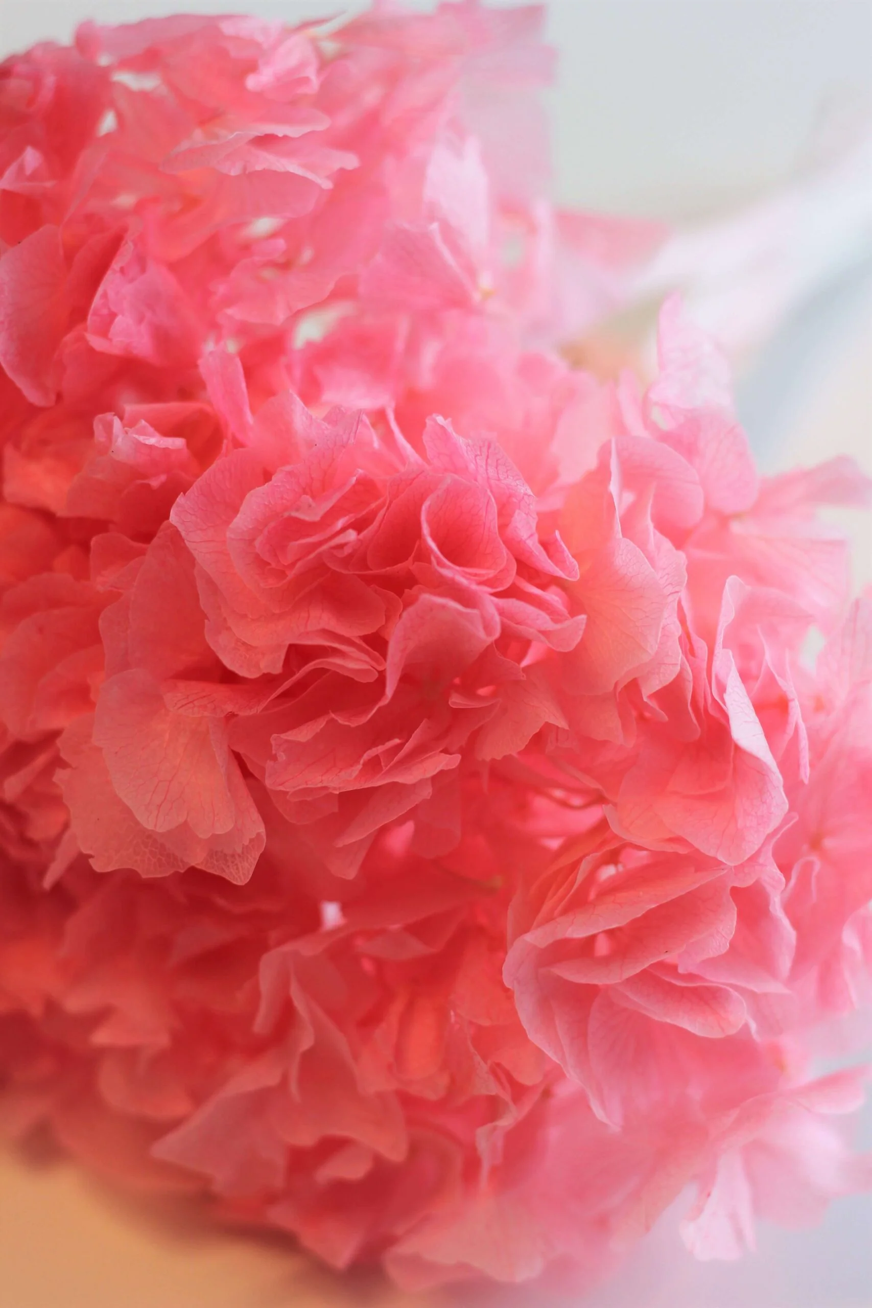 Preserved Hydrangeas - Pink, 2 stems, 30 cm - Image 3