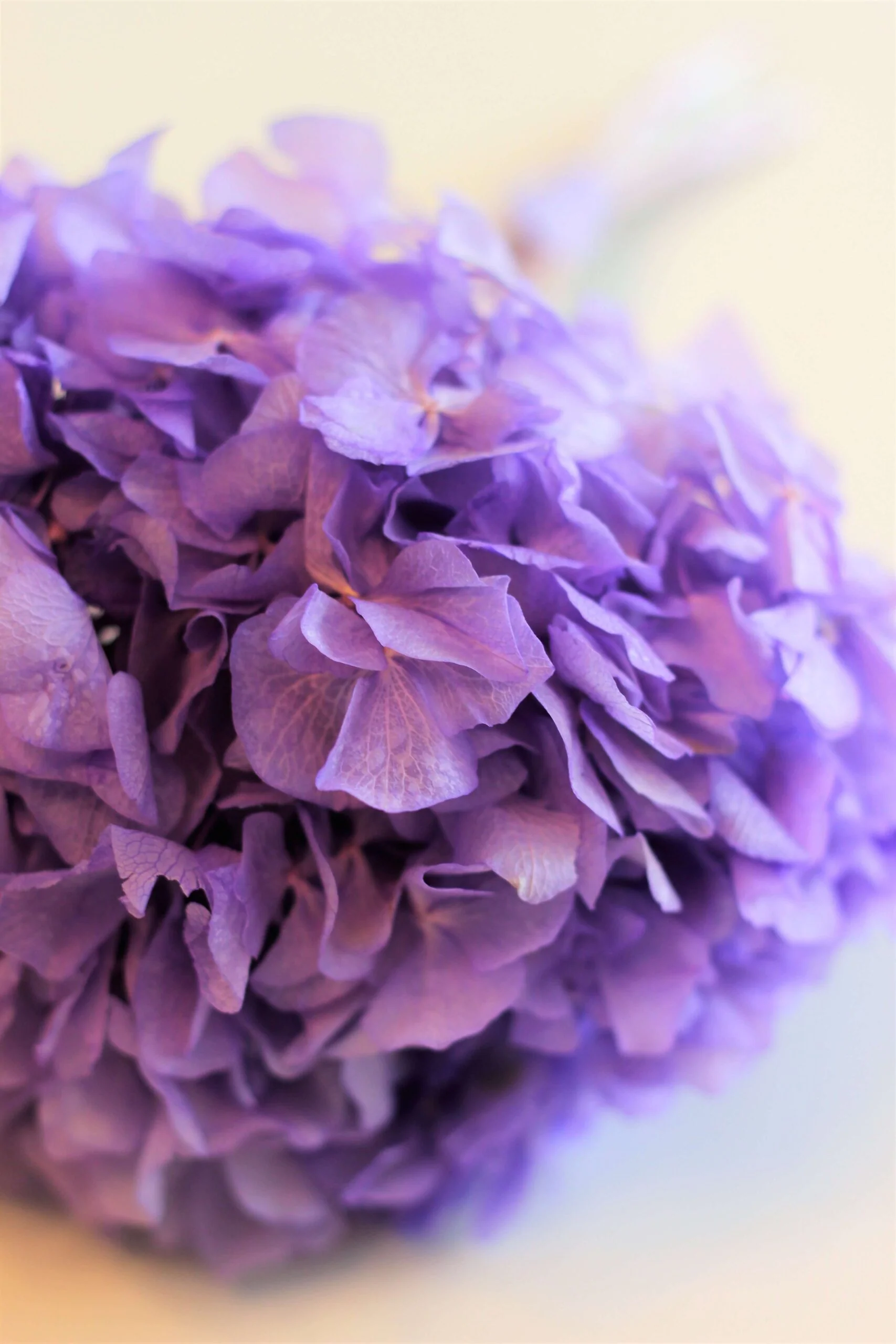 Preserved Hydrangeas - Purple, 2 stems,  30 cm - Image 2