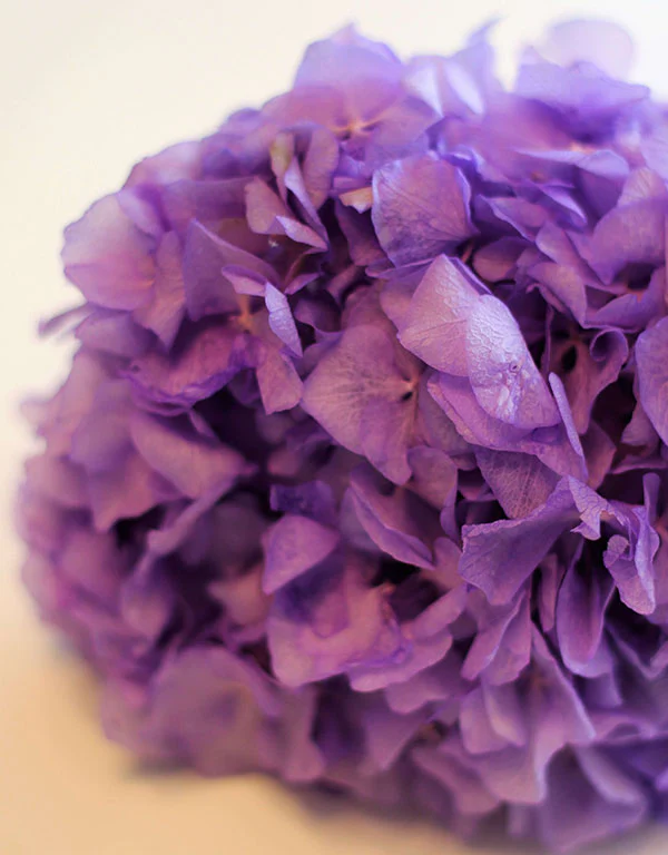 Preserved Hydrangeas - Purple, 2 stems,  30 cm - Image 3