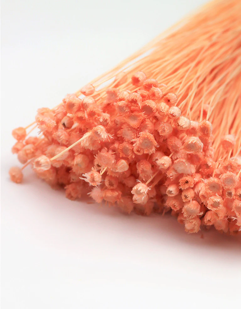 Preserved Jazilda - Salmon Bunch, 50 cm - Image 2