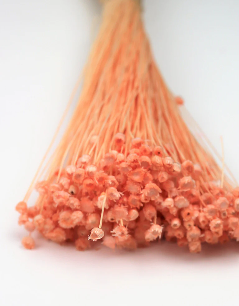 Preserved Jazilda - Salmon Bunch, 50 cm - Image 3