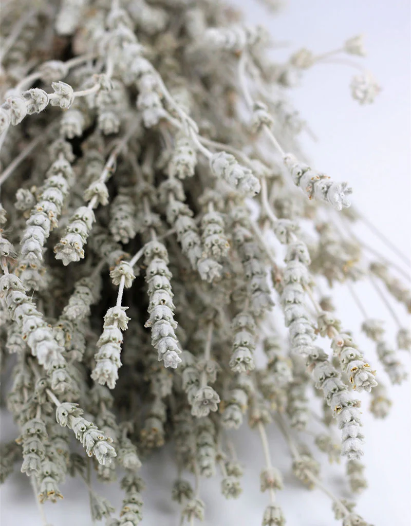 Dried Lavender - White/ Ivory Bunch, 60 cm - Image 2