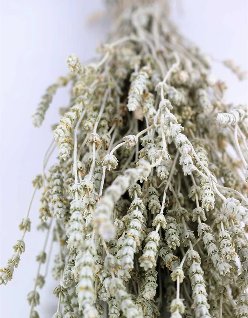 Dried Lavender - White/ Ivory Bunch, 60 cm - Image 3
