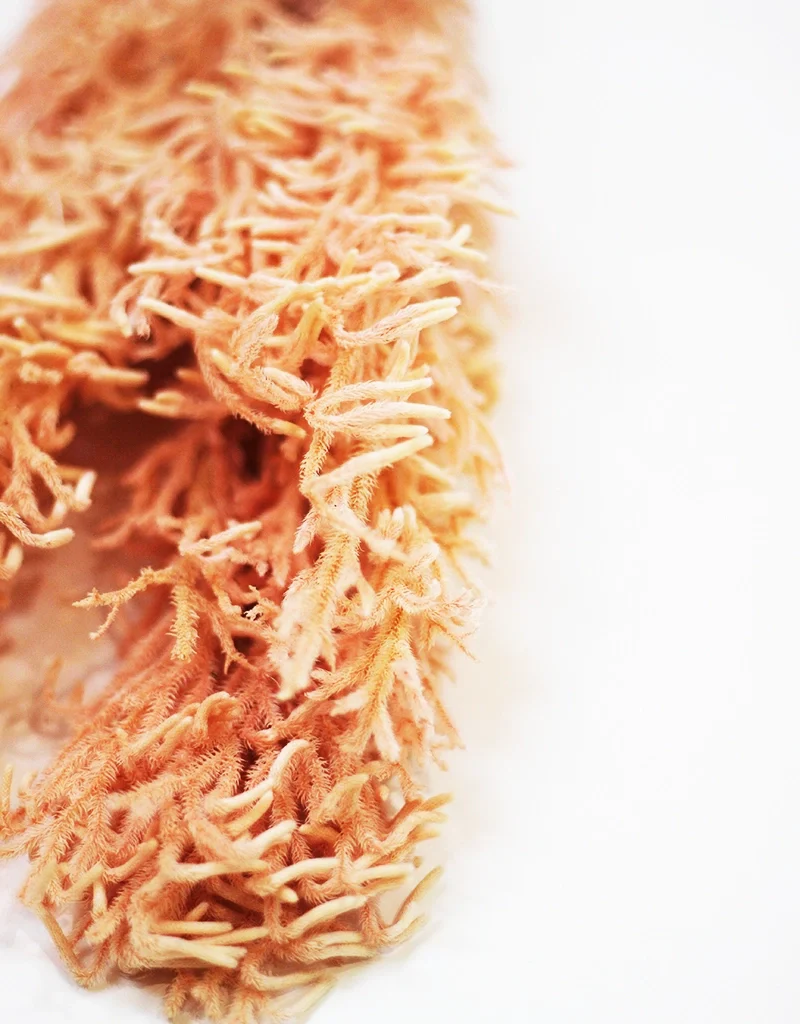 Preserved Licopodium -  Salmon Bunch, 60 cm - Image 2