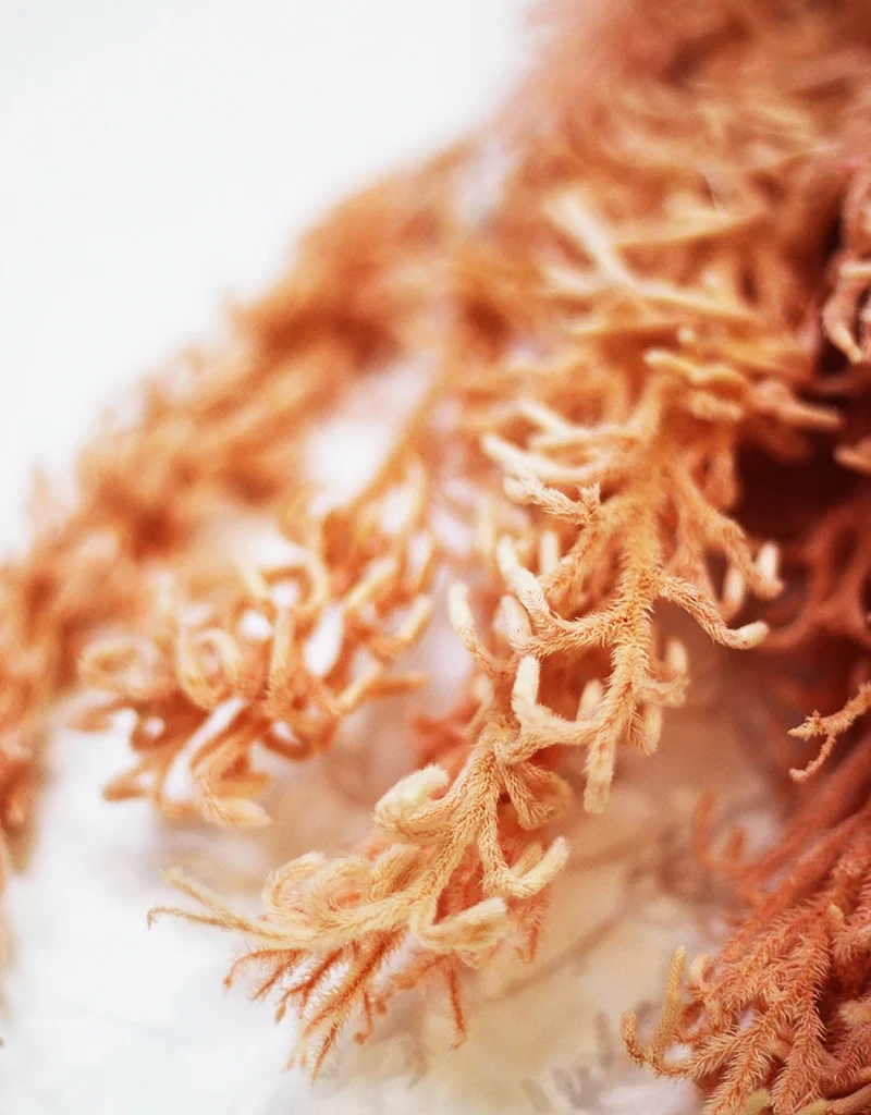 Preserved Licopodium -  Salmon Bunch, 60 cm - Image 3