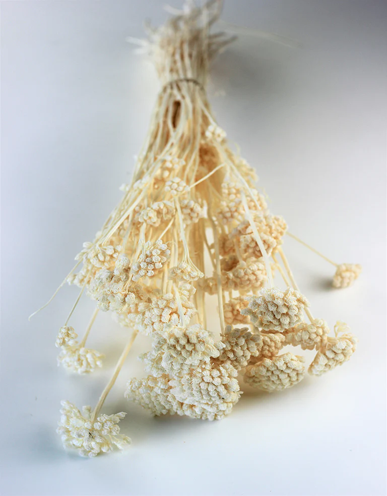 Dried Lonas - Bleached Bunch, 60 cm - Image 2