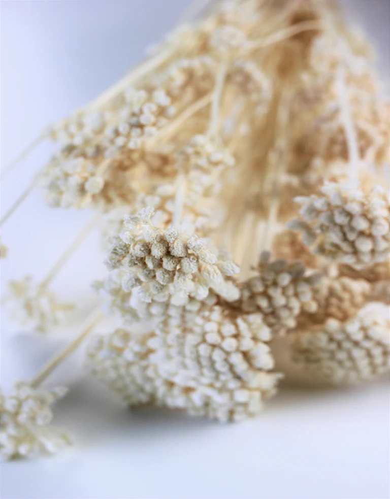 Dried Lonas - Bleached Bunch, 60 cm - Image 3