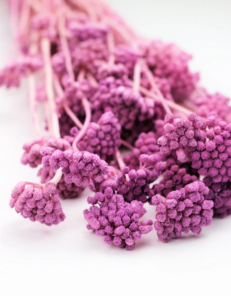 Dried Lonas - Lilac Bunch, 60 cm - Image 2