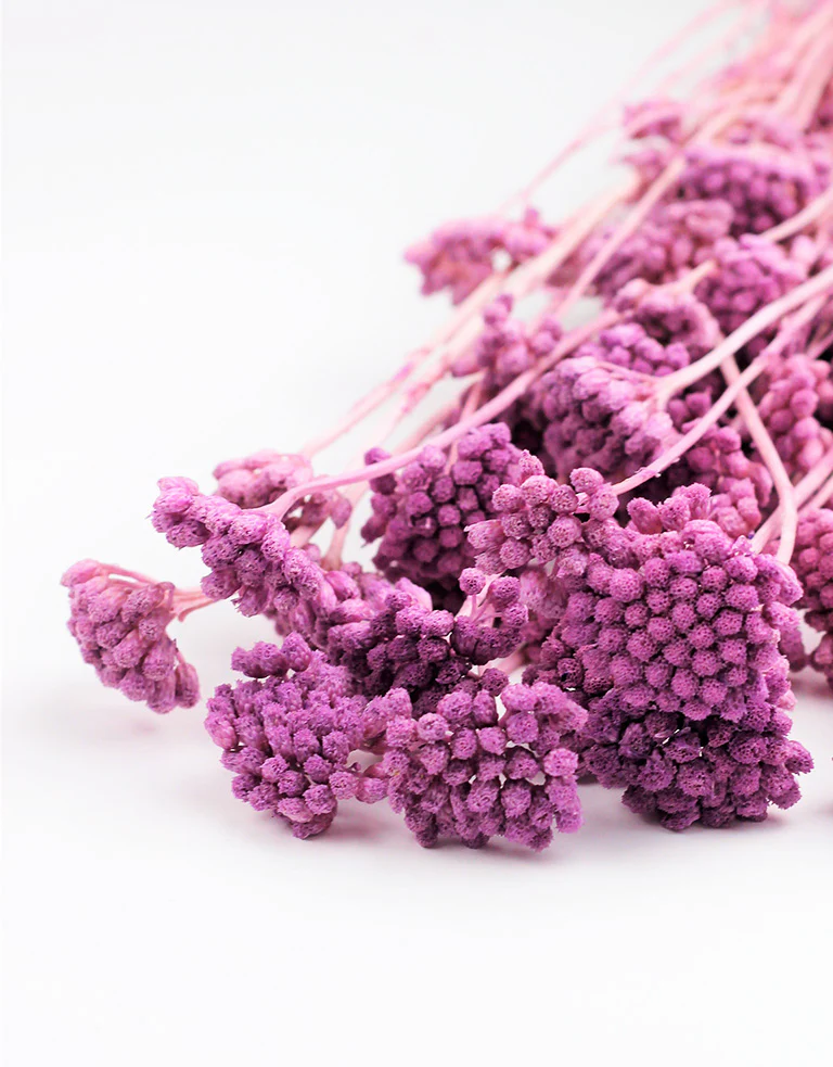 Dried Lonas - Lilac Bunch, 60 cm - Image 3