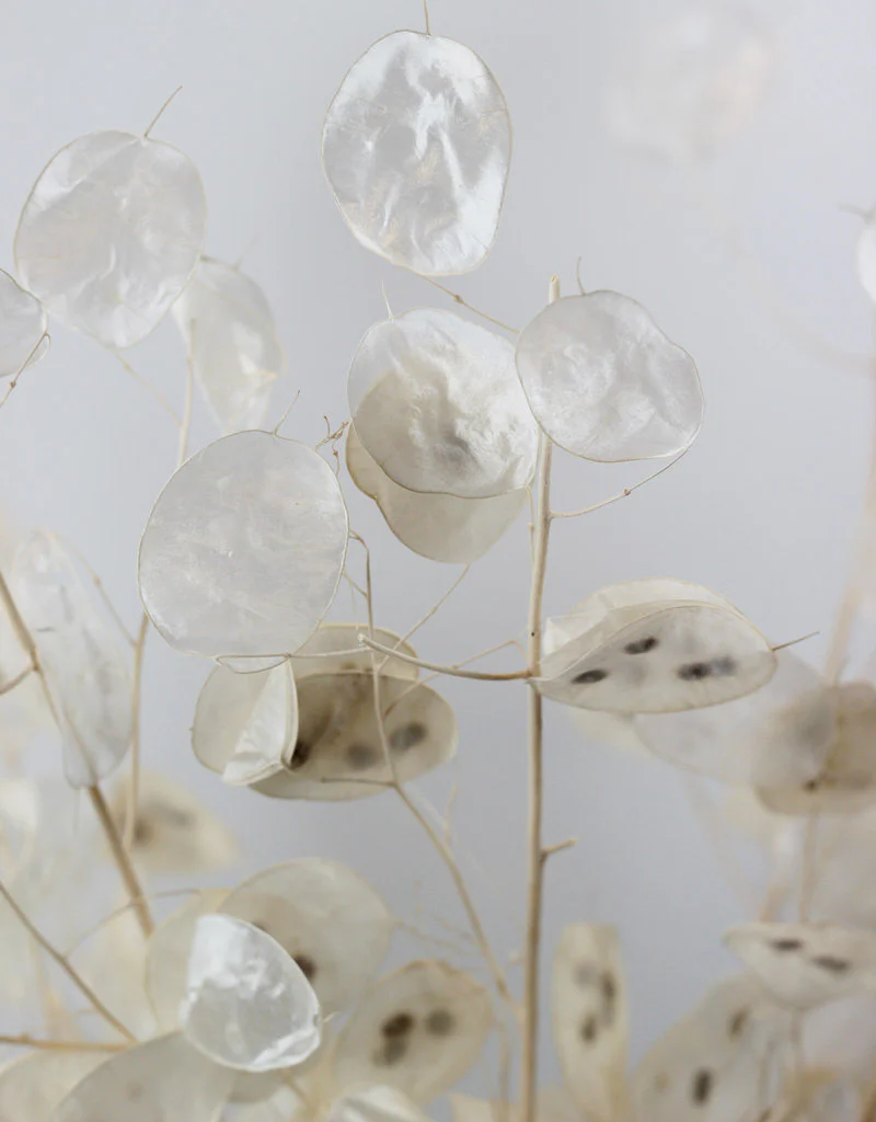 Preserved Lunaria - Bleached Bunch, 75 cm - Image 2