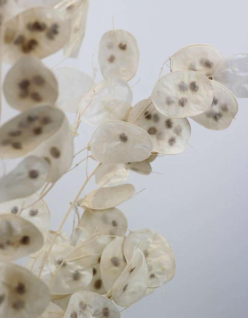 Preserved Lunaria - Bleached Bunch, 75 cm - Image 3