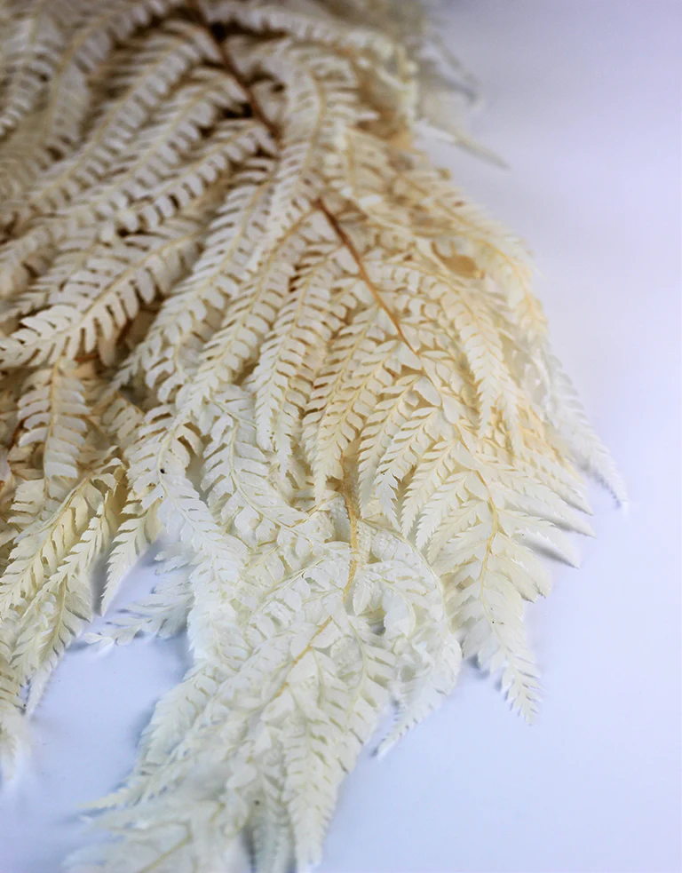 Preserved Marina Fern - Bleached Bunch, 10 stems, 70 cm - Image 2