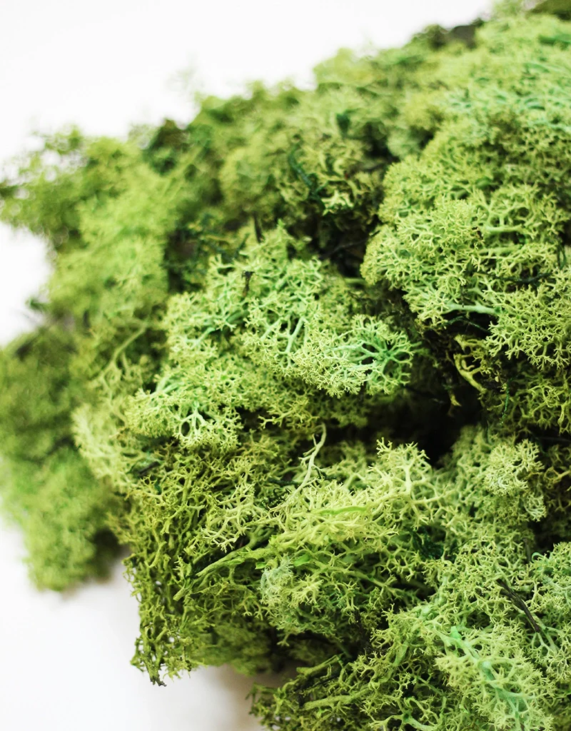 Preserved Moss - Green, 500g - Image 3