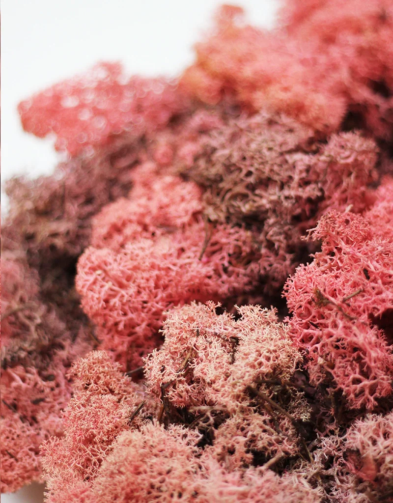 Preserved Moss - Pink, 500g - Image 3