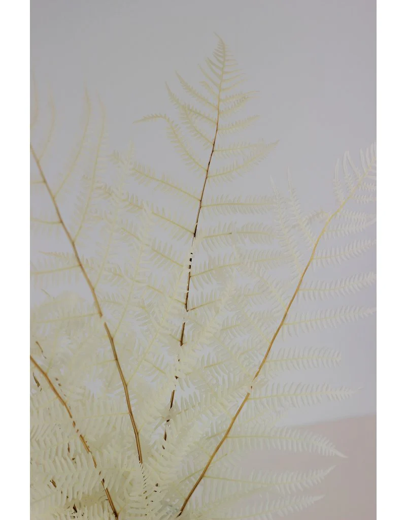 Preserved Mountain Fern - Bleached Bunch, 10 stems, 45 cm - Image 2