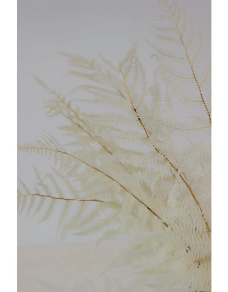 Preserved Mountain Fern - Bleached Bunch, 10 stems, 45 cm - Image 3