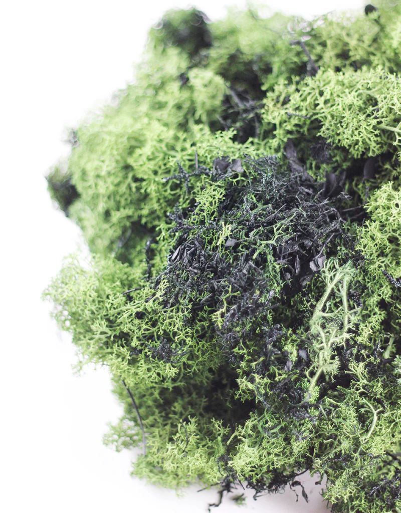 Preserved Musgo Finlandes Moss - Moss Green Bunch, 500g - Image 3