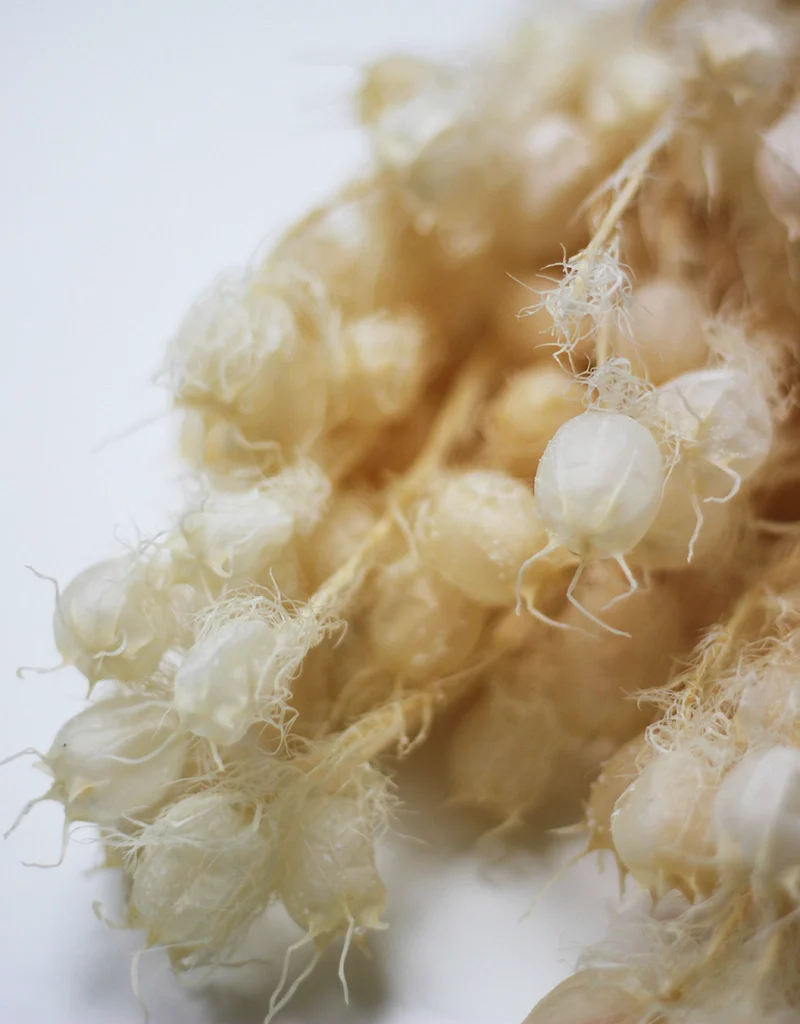 Preserved Nigella - Bleached flowers bunch, 60cm - Image 2