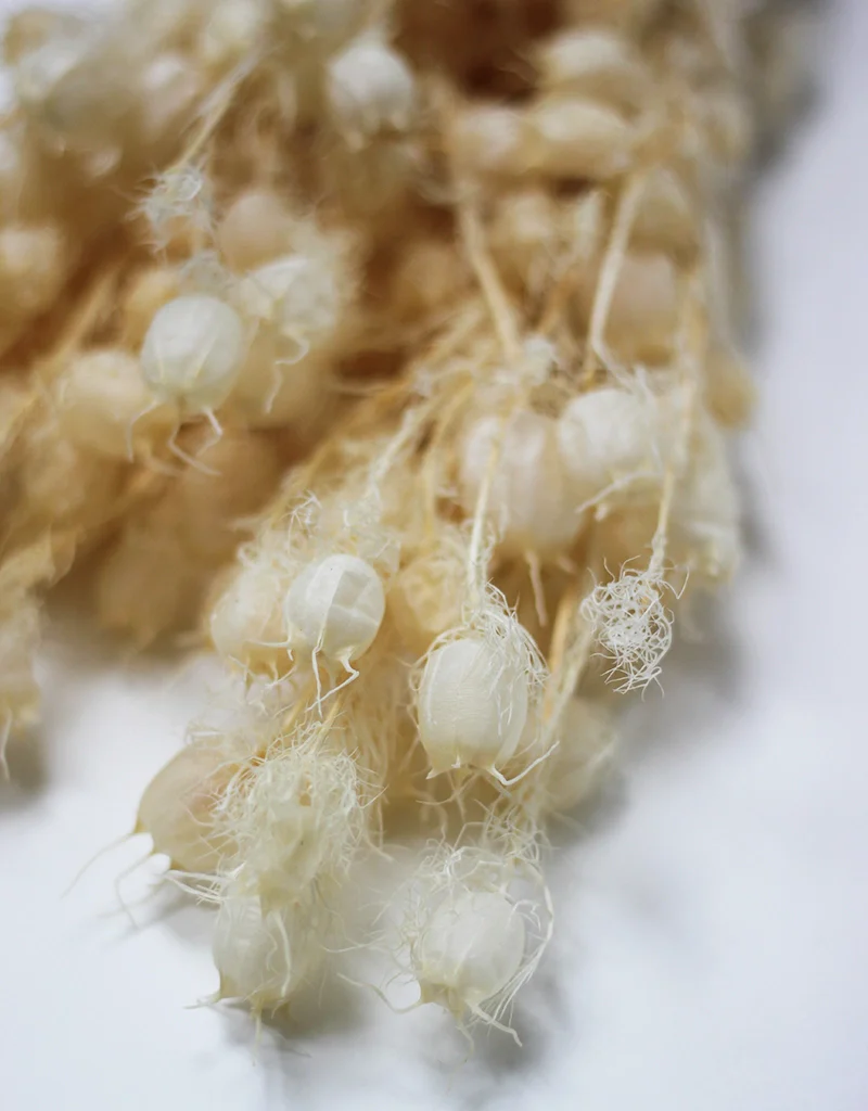 Preserved Nigella - Bleached flowers bunch, 60cm - Image 3