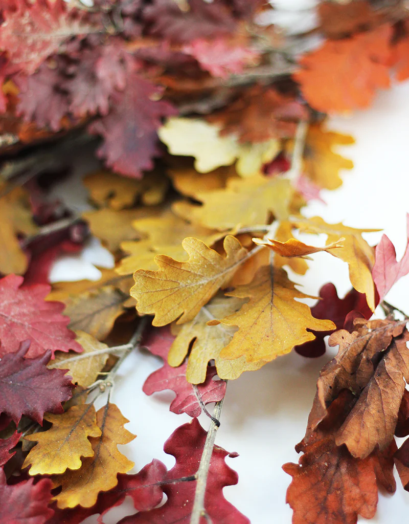 Preserved Oak Leaves - Autumn mix, 150g bunch, 75cm - Image 2