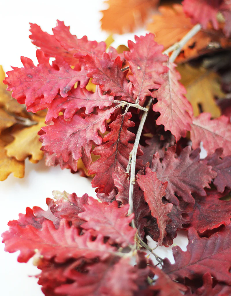 Preserved Oak Leaves - Autumn mix, 150g bunch, 75cm - Image 3