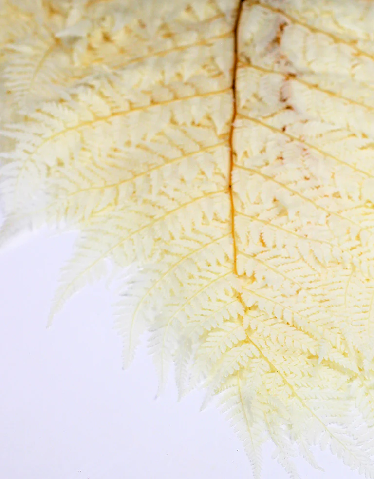Preserved Rainbow Fern Leaves - Bleached, 10 stems, 55 cm - Image 3