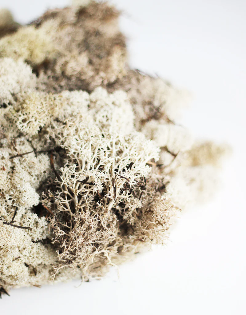 Preserved Reindeer Moss (Icelandic Moss)  - Natural, 500g - Image 3