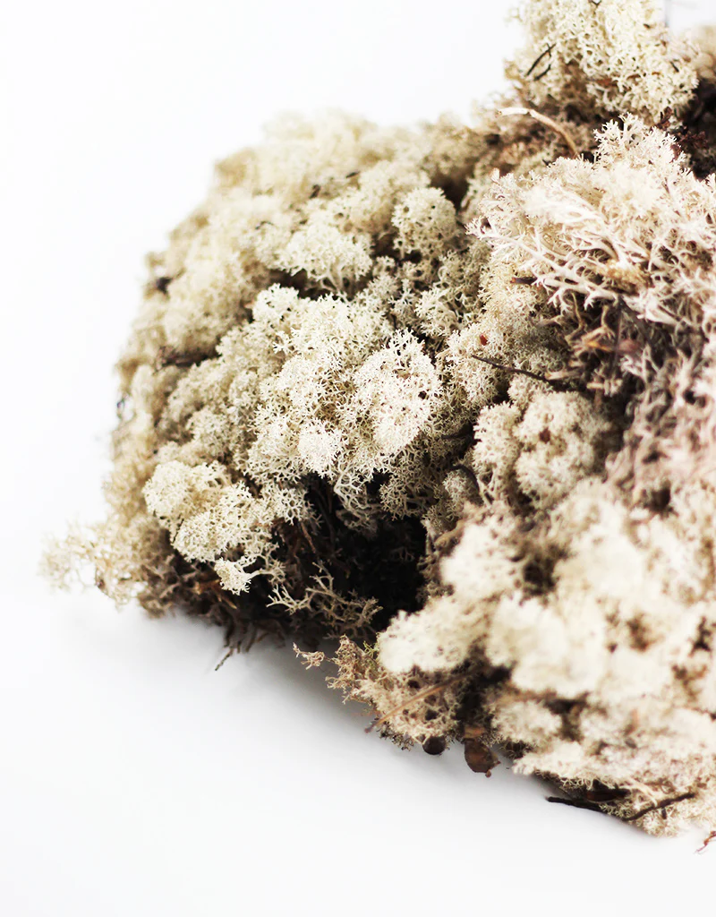 Preserved Reindeer Moss (Icelandic Moss)  - Natural, 500g - Image 4
