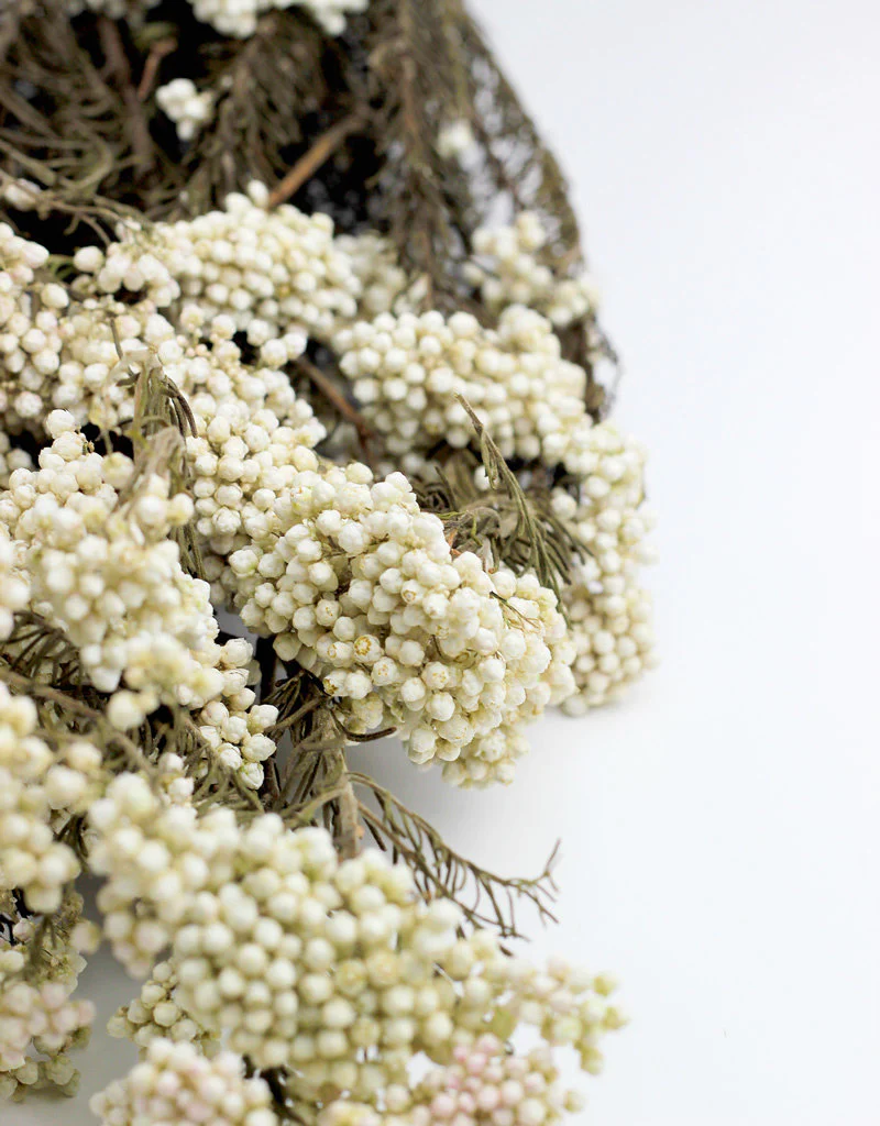 Preserved Rice Flowers - Bleached Bunch, 60 cm - Image 2