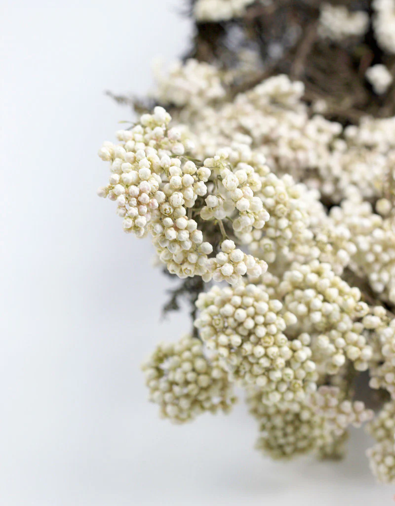 Preserved Rice Flowers - Bleached Bunch, 60 cm - Image 3