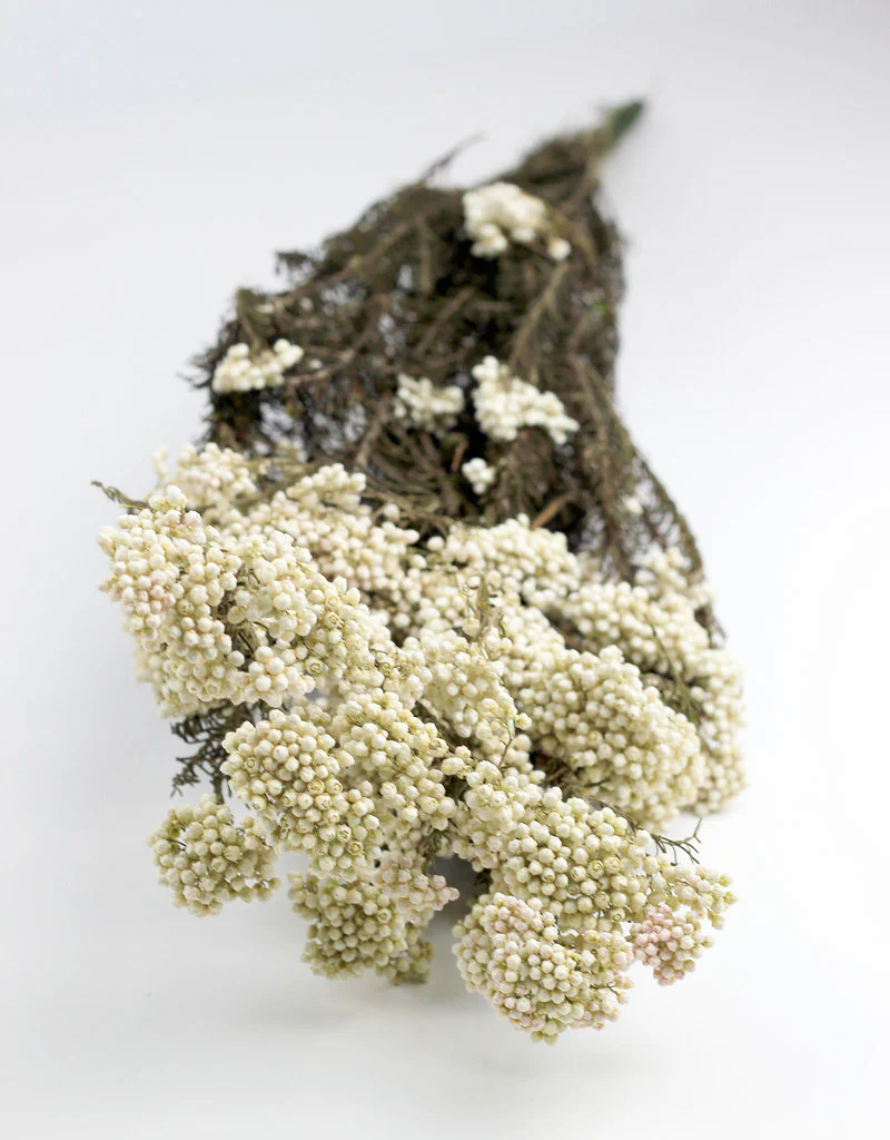 Preserved Rice Flowers - Bleached Bunch, 60 cm - Image 4