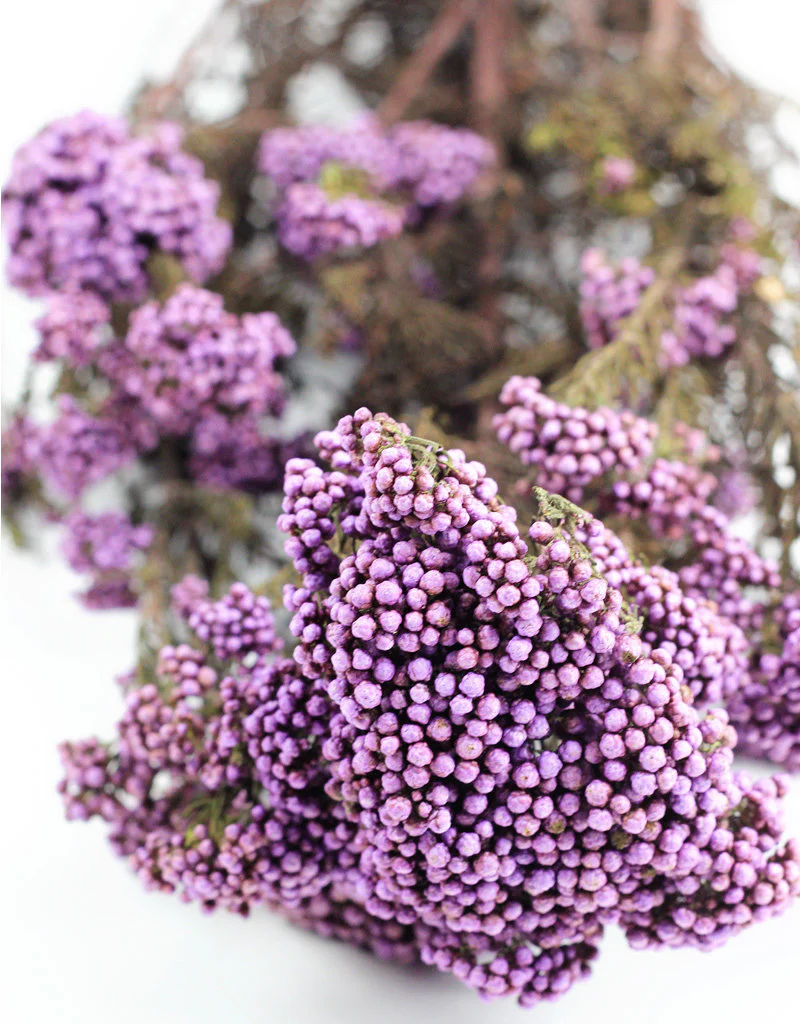 Preserved Rice Flowers - Purple Bunch, 60 cm - Image 4