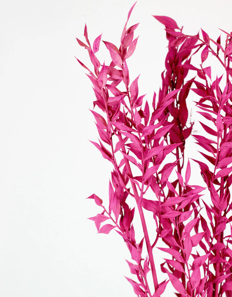 Preserved Ruscus - Cerise Pink Bunch, 5 Stems, 65 cm - Image 2
