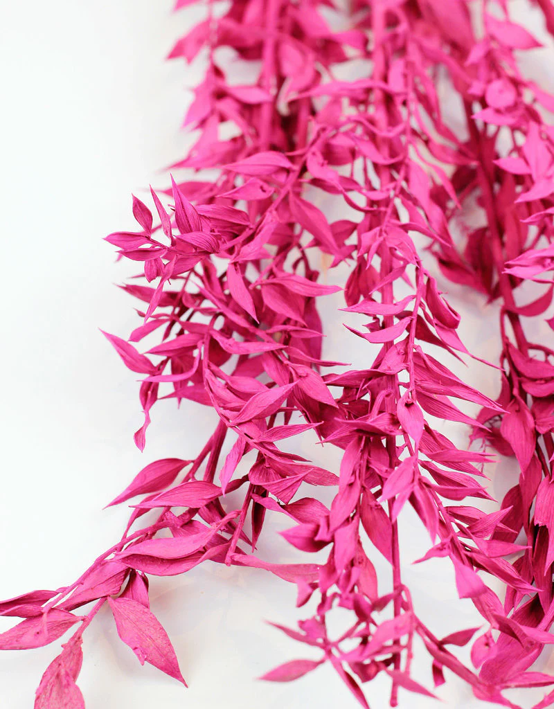 Preserved Ruscus - Cerise Pink Bunch, 5 Stems, 65 cm - Image 4