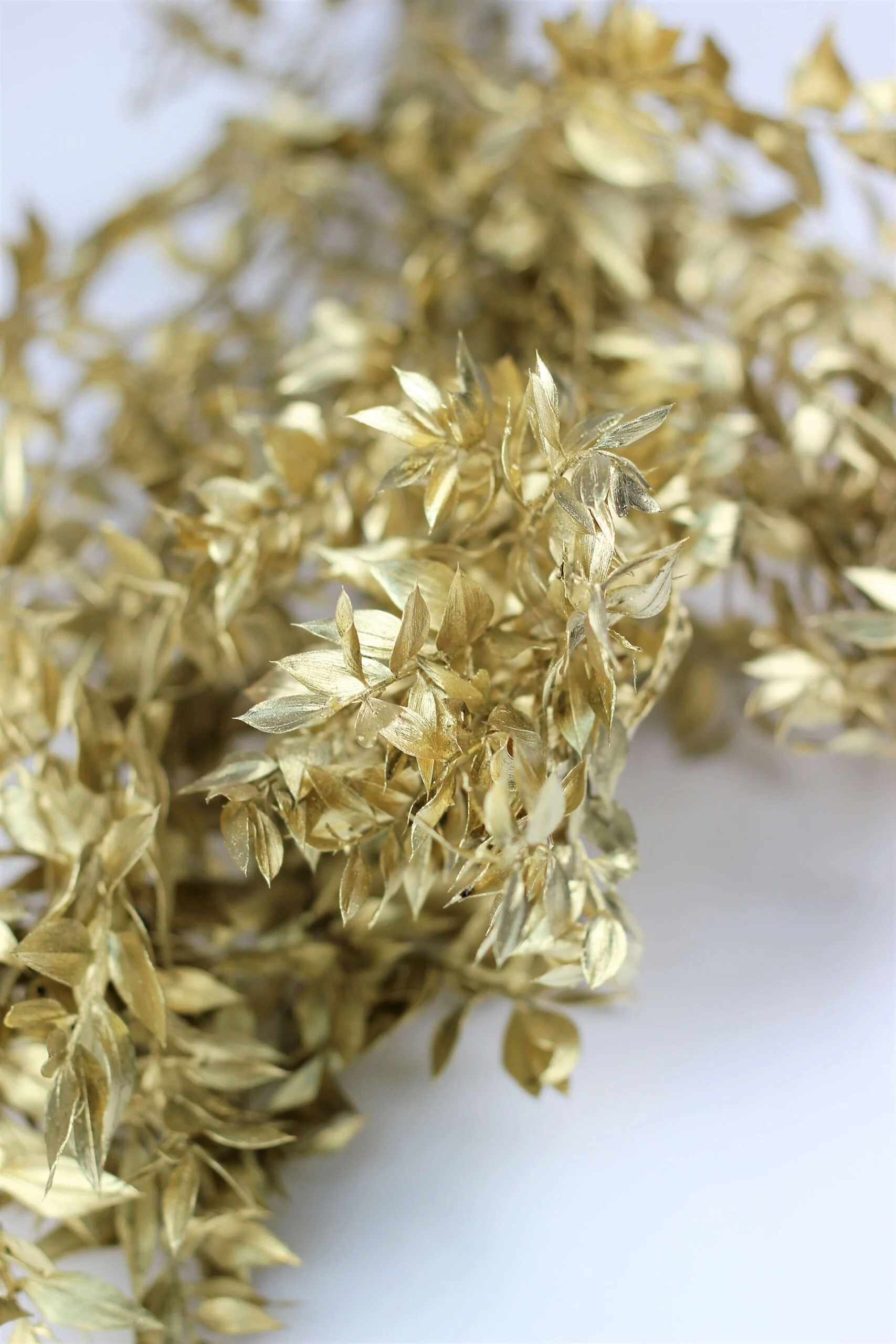 Preserved Ruscus - Gold Bunch, 5 Stems, 70 cm - Image 2