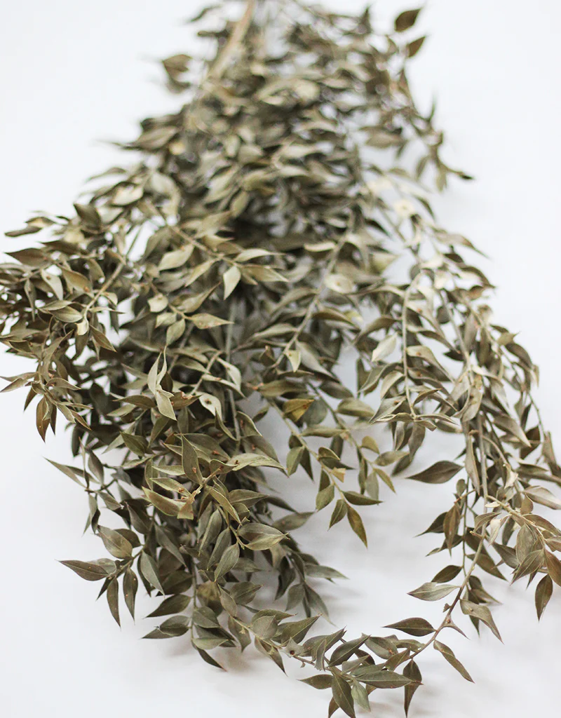 Dried Ruscus - Green Bunch, 5 Stems, 70 cm - Image 3