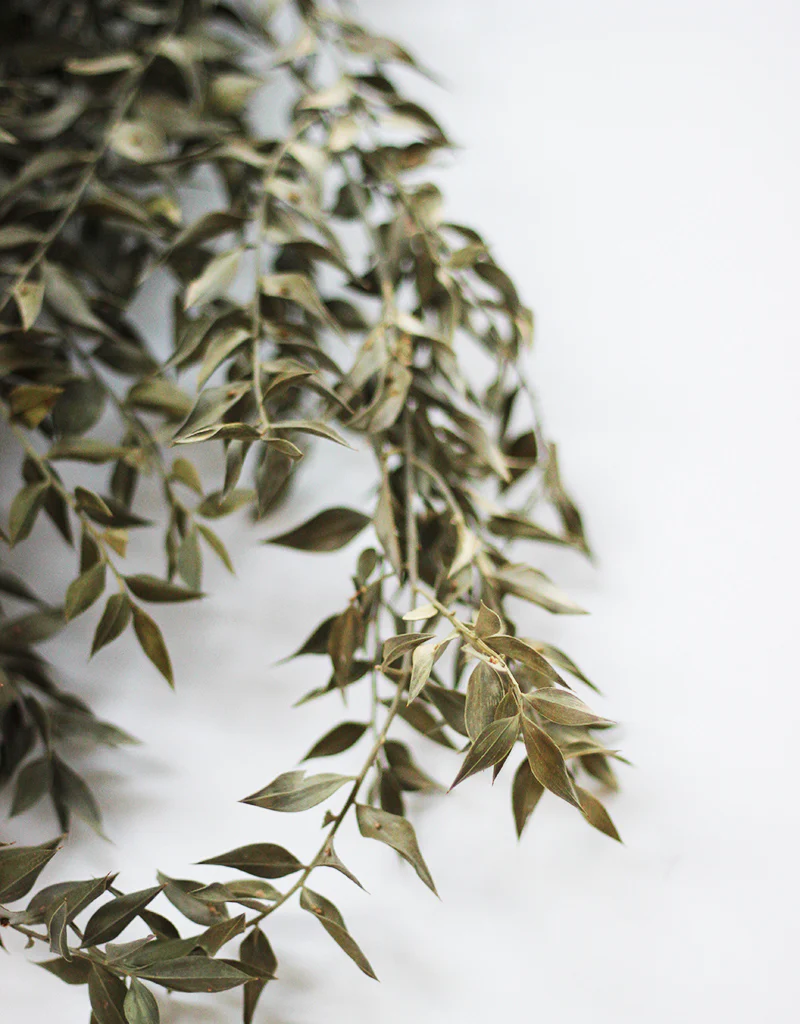 Dried Ruscus - Green Bunch, 5 Stems, 70 cm - Image 4