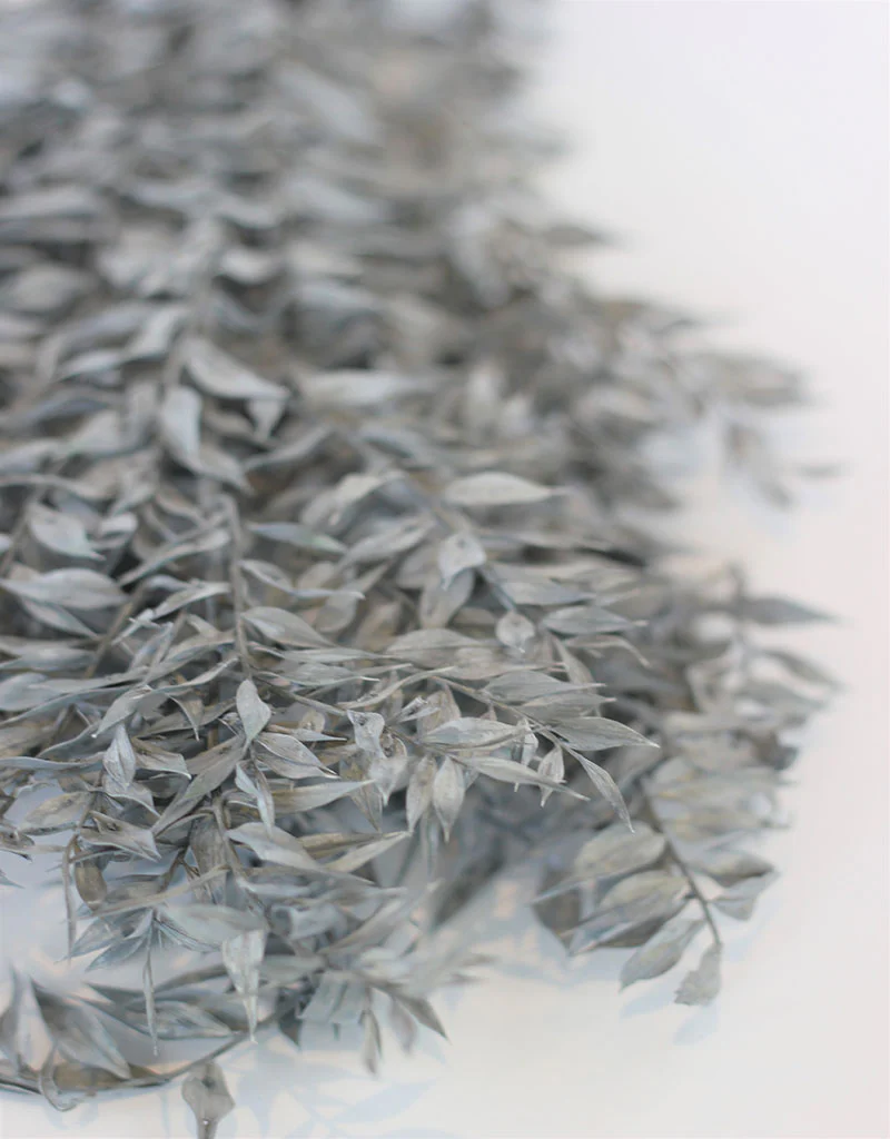 Preserved Ruscus - Grey Bunch, 5 Stems, 65 cm - Image 2