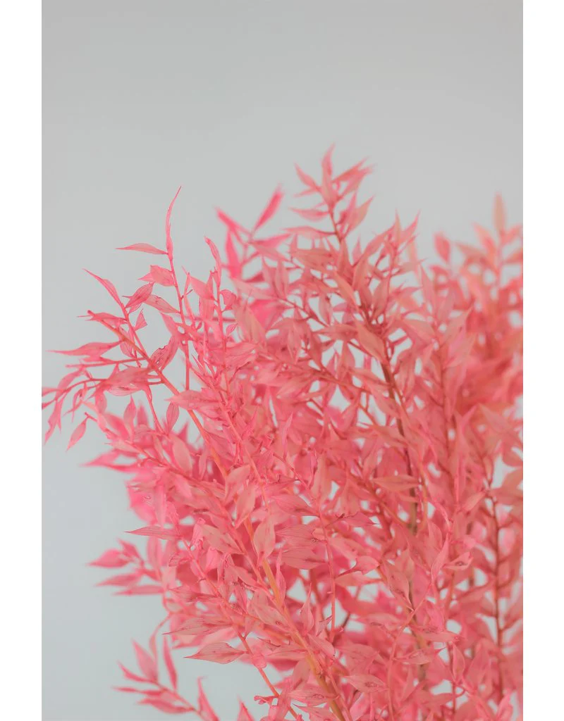 Preserved Ruscus - Light Pink Bunch, 5 Stems, 75 cm - Image 3