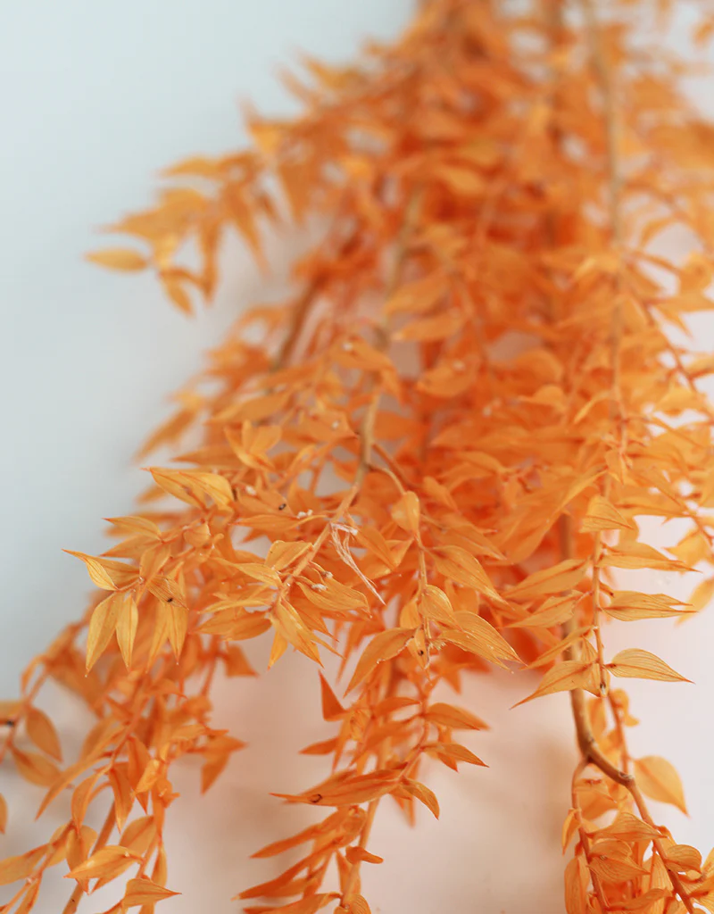 Preserved Ruscus - Orange Bunch, 5 Stems, 70 cm - Image 2