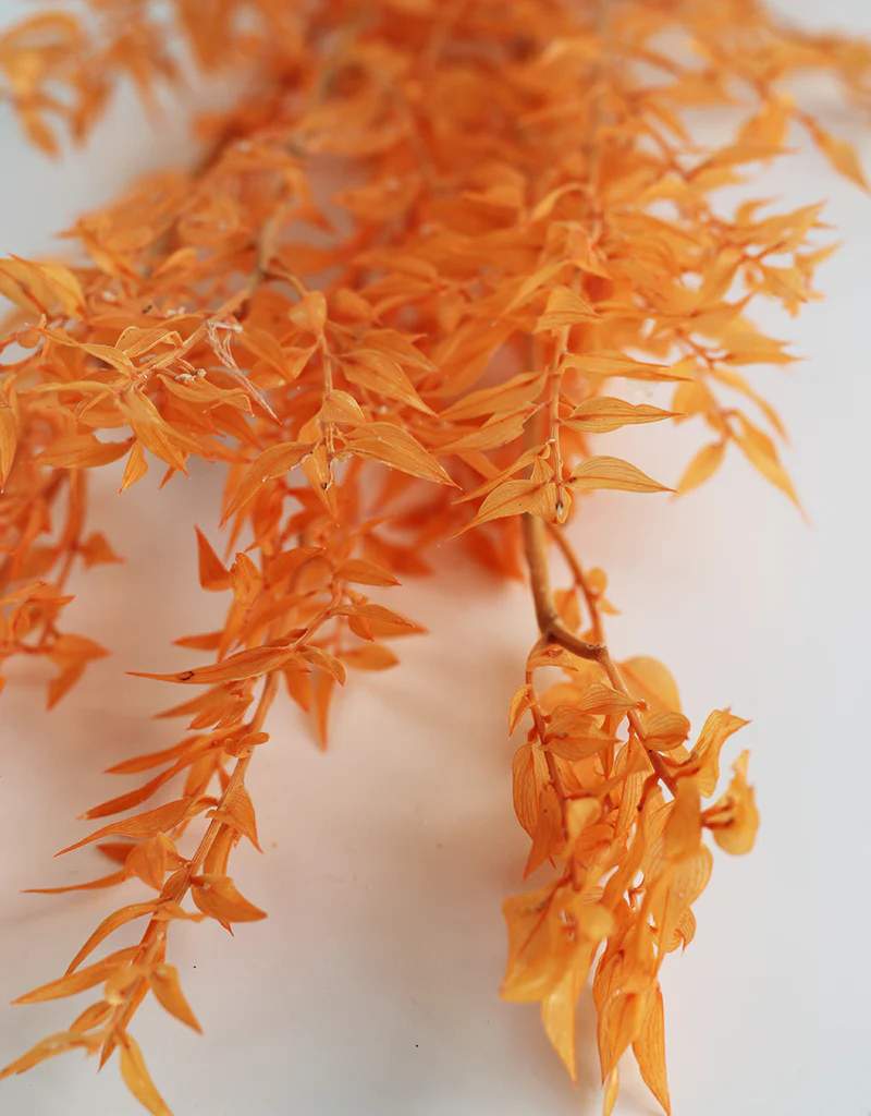 Preserved Ruscus - Orange Bunch, 5 Stems, 70 cm - Image 3