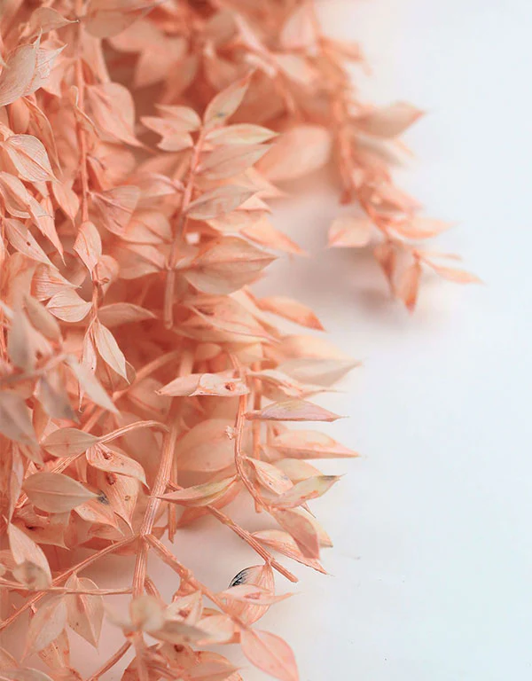Preserved Ruscus - Pastel Salmon Bunch, 5 Stems, 70 cm - Image 3