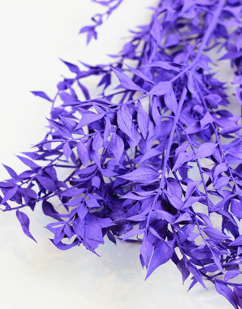 Preserved Ruscus - Purple Bunch, 5 Stems, 65 cm - Image 2