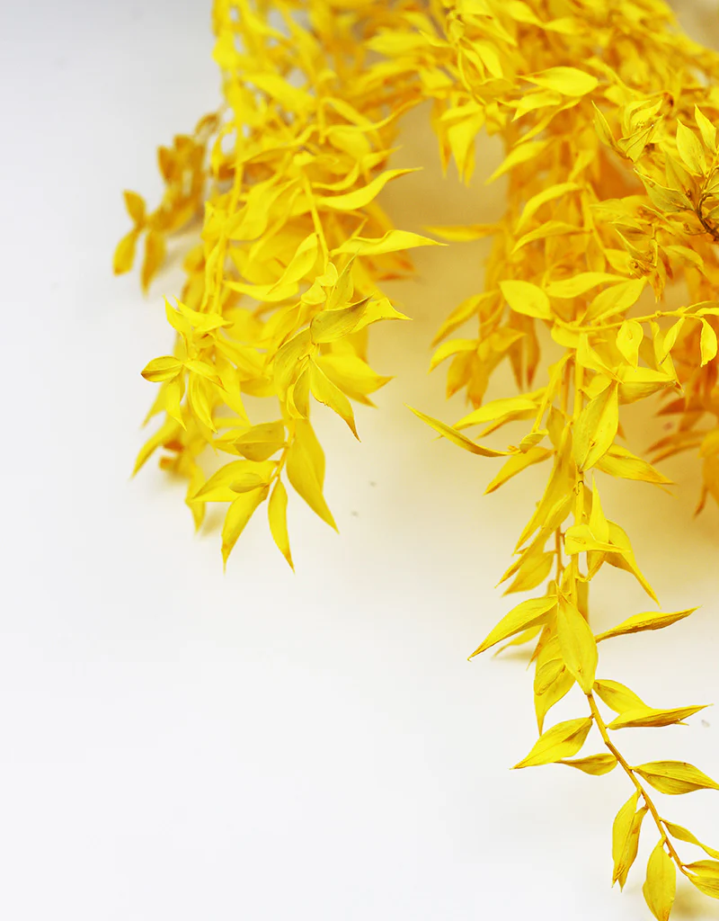 Preserved Ruscus - Yellow Bunch, 5 Stems, 65 cm - Image 2