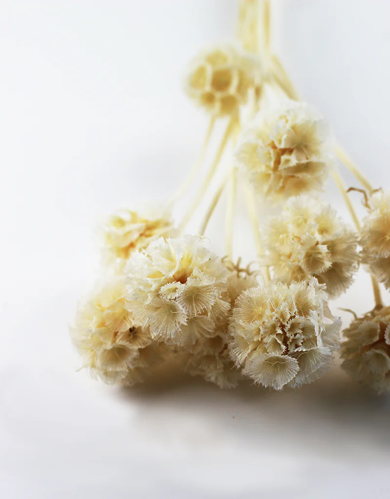 Preserved Scabiosa - Bleached Bunch, 10 Stems, 45 cm - Image 2