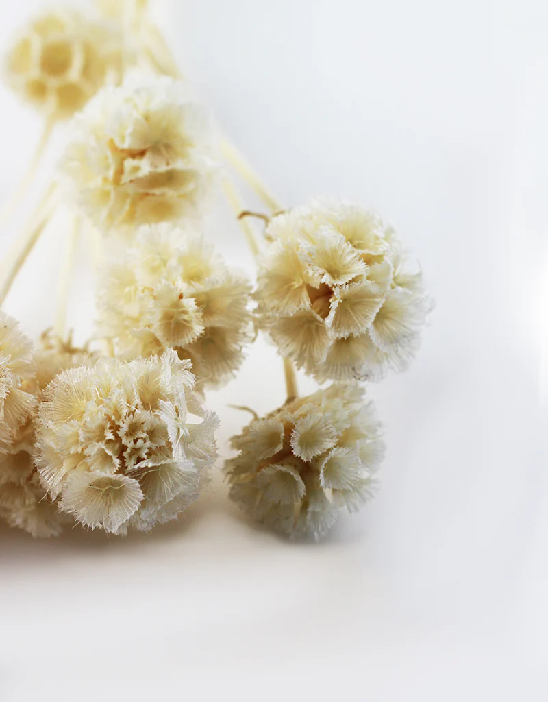 Preserved Scabiosa - Bleached Bunch, 10 Stems, 45 cm - Image 3