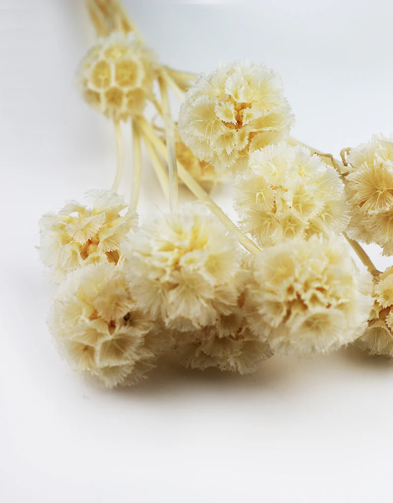 Preserved Scabiosa - Bleached Bunch, 10 Stems, 45 cm - Image 4