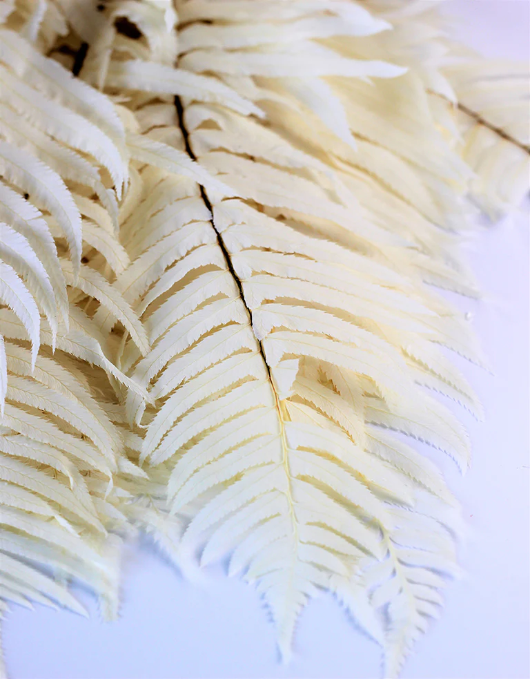 Preserved Sword Fern - Bleached Bunch, 15 stems, 55 cm - Image 3